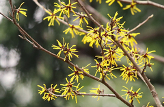 Hamamelis japonica