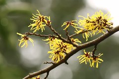 Hamamelis japonica
