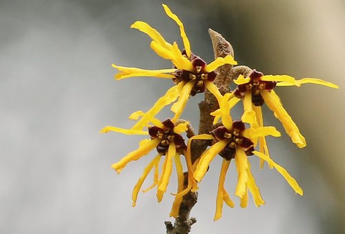 Japanese Witch-Hazel