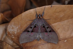Ischyja marapok
