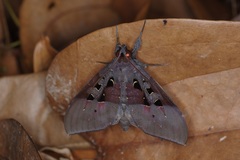 Ischyja marapok