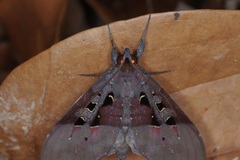Ischyja marapok