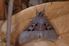 Ischyja marapok
