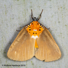 Peridrome orbicularis