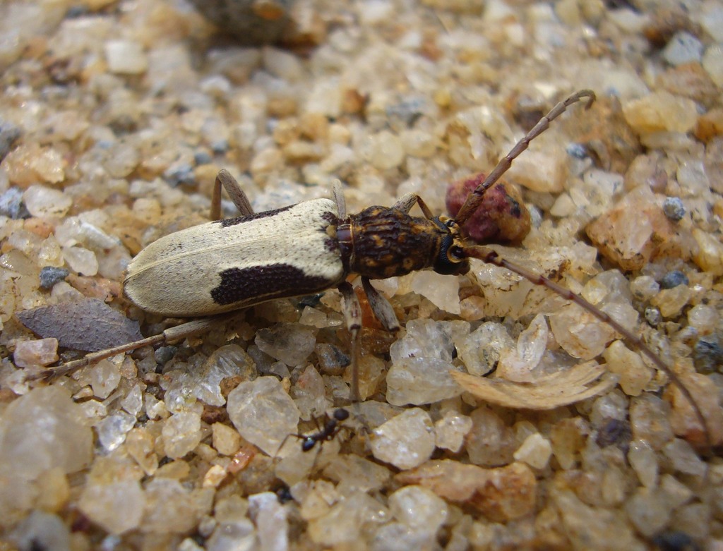 Xoanodera amoena