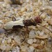 Xoanodera amoena - Photo (c) Pieter Prins, μερικά δικαιώματα διατηρούνται (CC BY-NC), uploaded by Pieter Prins