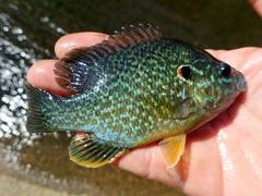 Lepomis gibbosus × cyanellus