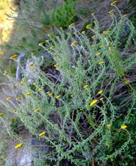 Helichrysum capense