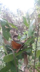 Argyrodes fissifrons