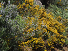 Ulex parviflorus