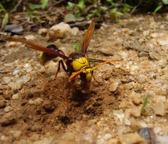 Delta pyriforme pyriforme