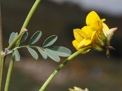 Coronilla juncea