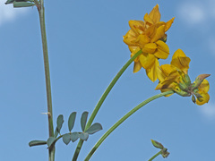 Coronilla juncea