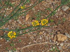 Coronilla juncea