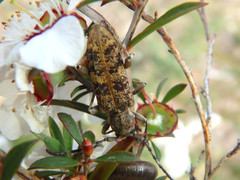 Pempsamacra dispersa