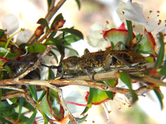 Pempsamacra dispersa