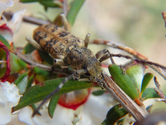 Pempsamacra dispersa