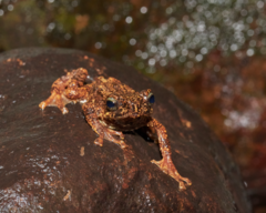 Pedostibes tuberculosus