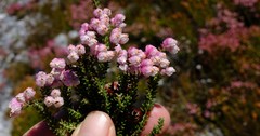 Erica tegulifolia