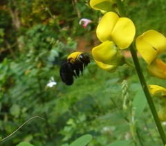 Xylocopa ruficornis
