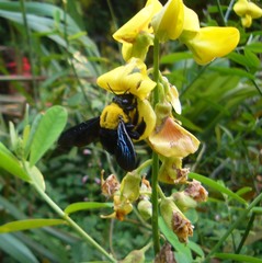 Xylocopa ruficornis