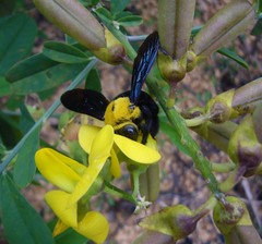 Xylocopa ruficornis