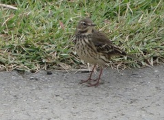 Anthus rubescens japonicus