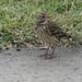 Asian Buff-bellied Pipit - Photo (c) belvedere04, some rights reserved (CC BY), uploaded by belvedere04