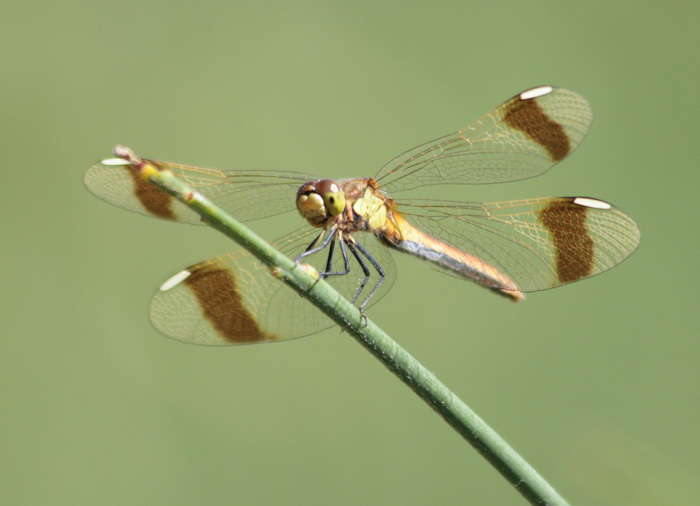 Banded Darter