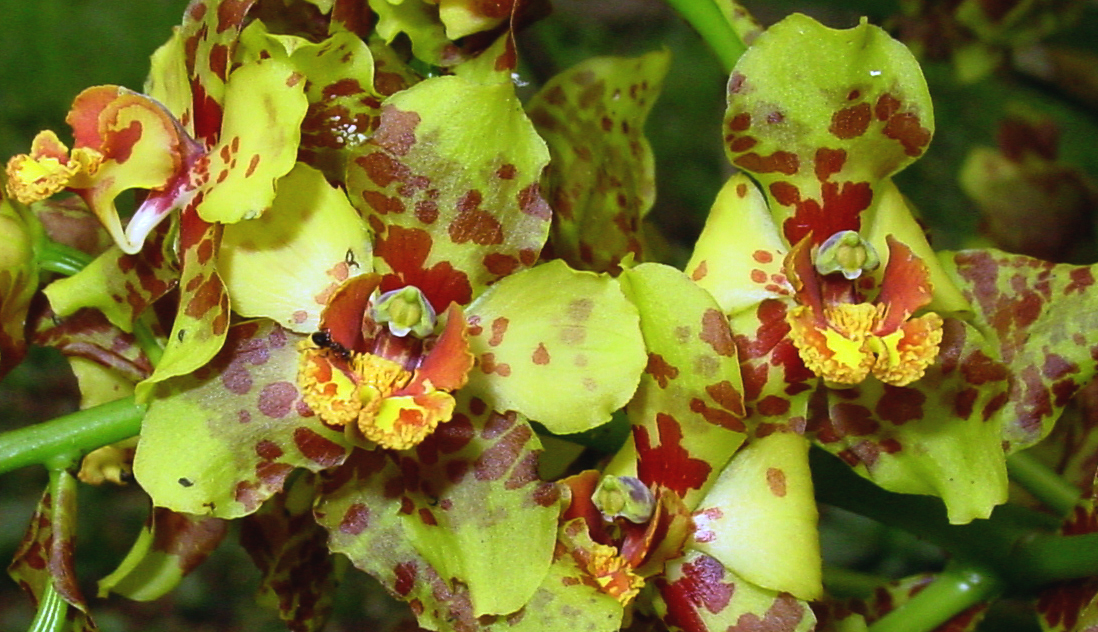 Cyrtopodium palmifrons Rchb.f. & Warm.