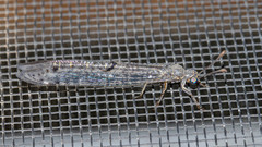 Bandidus canifrons