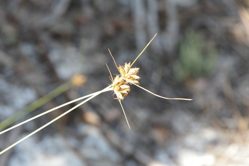 Ware's hairsedge (Bulbostylis warei)