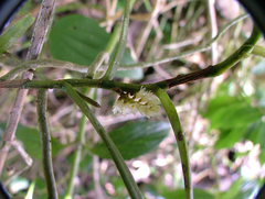 Campylocentrum aromaticum