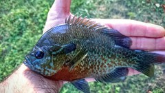 Lepomis auritus × macrochirus
