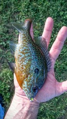 Lepomis auritus × macrochirus