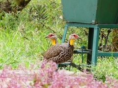 Pternistis leucoscepus