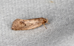 Syncometes vilis