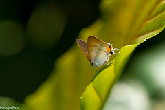 Hypolycaena thecloides