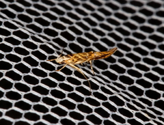 Trachydora chrysodoxa