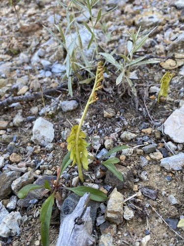 American moonwort (Botrychium neolunaria)