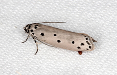 Ethmia heptasema