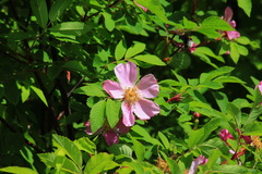 Rosa amblyotis