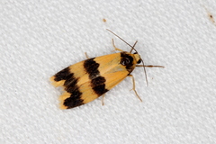 Stenoscaptia venusta