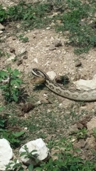 Pituophis lineaticollis