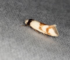 Antipterna trilicella