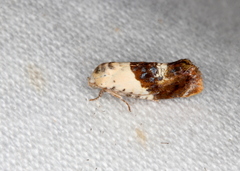 Hypertropha chlaenota