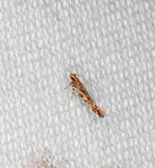 Pyroderces
