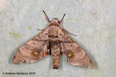 Daphnusa ocellaris