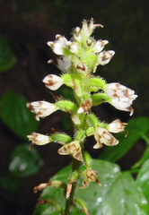 Aspidogyne kuczynskii