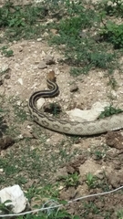 Pituophis lineaticollis